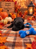 Bentley - Blue Collar F1b GD, a male Goldendoodle for sale in Carrollton, GA – 1 of 3