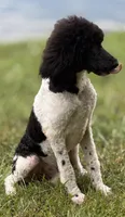 Hank Brown Collar , a male Poodle - Multi-Colored Standard for sale in Carrollton, GA – 3 of 9