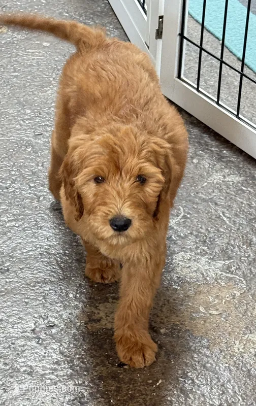 Rosie Purple Collar GD – Goldendoodle puppy for sale in Carrollton, GA