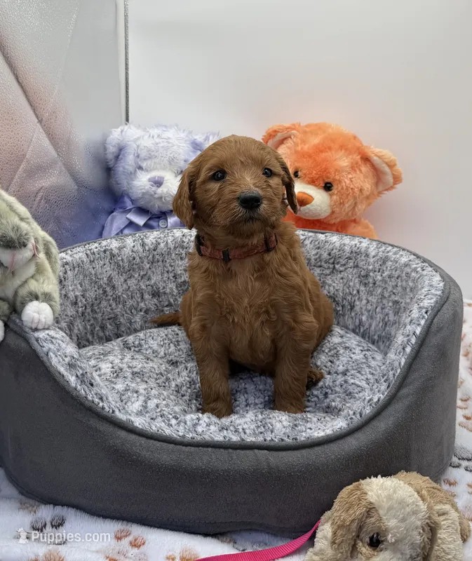 Georgette Brown Collar GD – Goldendoodle puppy for sale in Carrollton, GA