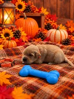 Maverick - Orange Collar, a male Golden Retriever for sale in Carrollton, GA – 1 of 3