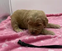 Milo Black Collar GD, a male Goldendoodle for sale in Carrollton, GA – Photo 2 of 3