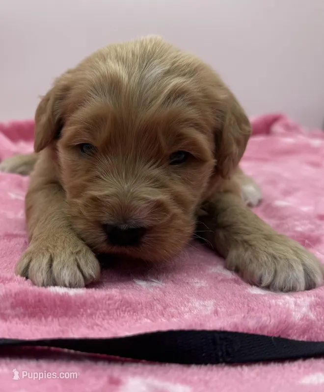 Milo Black Collar GD – Goldendoodle puppy for sale in Carrollton, GA