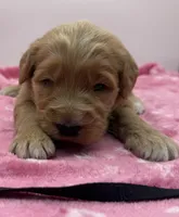 Milo Black Collar GD, a male Goldendoodle for sale in Carrollton, GA – Photo 1 of 3