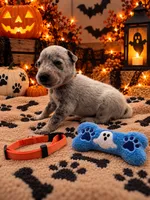 Diesel - Orange Collar, a male Australian Cattle Dog for sale in Carrollton, GA – 2 of 3