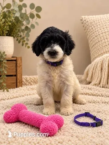 Sadie - Purple collar – Pyredoodle puppy for sale in Carrollton, GA