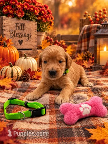 Emory - Green Collar F1b GD – Goldendoodle puppy for sale in Carrollton, GA