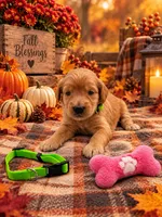 Emory - Green Collar F1b GD, a female Goldendoodle for sale in Carrollton, GA – 1 of 3