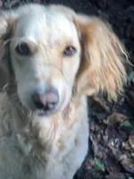 Sky GD, a female Goldendoodle for sale in Carrollton, GA – Photo 2 of 5