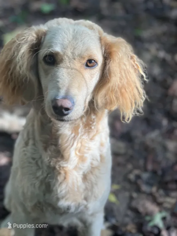 Sky GD, a female Goldendoodle for sale in Carrollton, GA – Photo 1 of 5