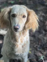 Sky GD, a female Goldendoodle for sale in Carrollton, GA – Photo 1 of 5