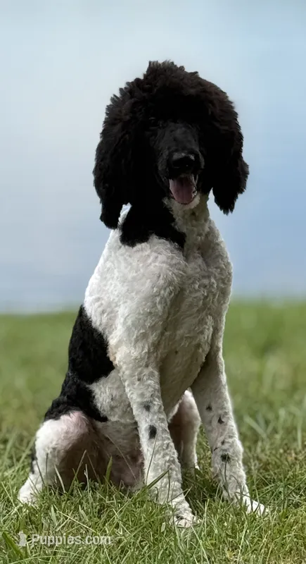 Hank Brown Collar Poo – Poodle - Multi-Colored Standard puppy for sale in Carrollton, GA