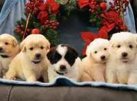 Rosie Brown Collar PD, a female Pyredoodle for sale in Carrollton, GA – Photo 3 of 7