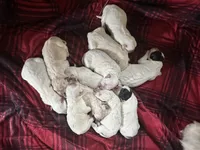 Rosie Brown Collar PD, a female Pyredoodle for sale in Carrollton, GA – Photo 7 of 7