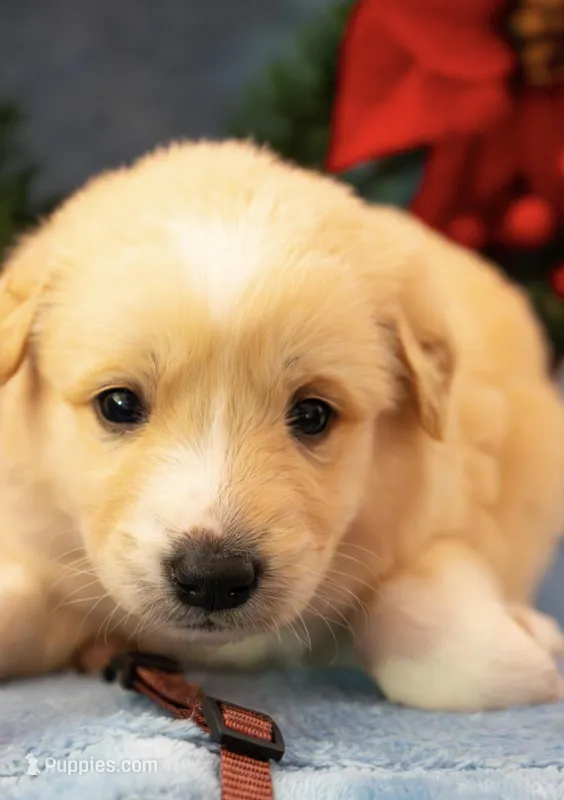 Rosie Brown Collar PD, a female Pyredoodle for sale in Carrollton, GA – Photo 1 of 7