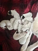 Rosie Brown Collar PD, a female Pyredoodle for sale in Carrollton, GA – Photo 6 of 7