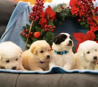 Rosie Brown Collar PD, a female Pyredoodle for sale in Carrollton, GA – Photo 2 of 7