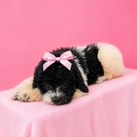 Zoey Green Collar Poo, a female Poodle - Multi-Colored Standard for sale in Carrollton, GA – 3 of 6