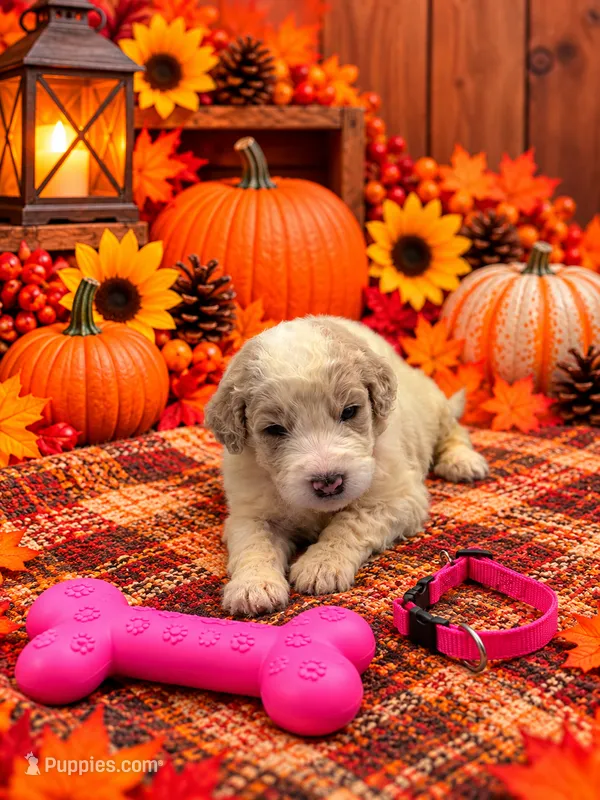 Hazel - Pink Collar – Pyredoodle puppy for sale in Carrollton, GA