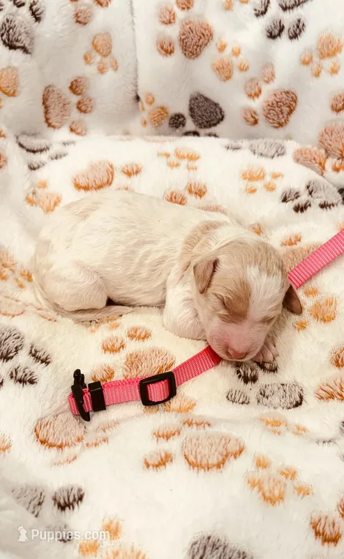 Candy Pink Collar Parti GD