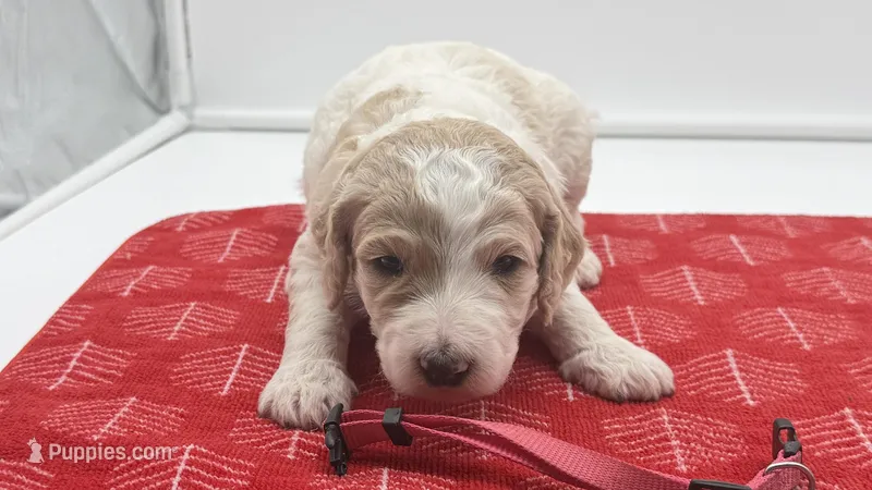 Candy Pink Collar Parti GD