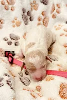 Candy Pink Collar Parti GD, a female Goldendoodle for sale in Carrollton, GA – Photo 2 of 3