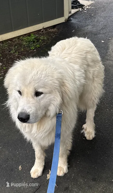 Buddy GP – Great Pyrenees puppy for sale in Carrollton, GA