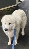 Buddy GP, a male Great Pyrenees for sale in Carrollton, GA – 1 of 2