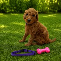 Daisy - Purple Collar Poo, a female Poodle - Standard  for sale in Carrollton, GA – 1 of 3
