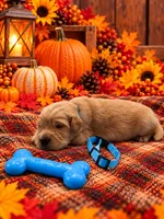Marty - Blue Collar, a male Golden Retriever for sale in Carrollton, GA – 1 of 3
