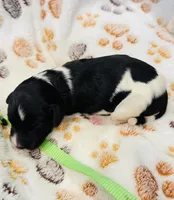 Paisley Green Collar Parti GD, a female Goldendoodle for sale in Carrollton, GA – Photo 1 of 3