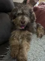 Sissy Mini, a female Miniature Aussiedoodle for sale in Carrollton, GA – Photo 1 of 4