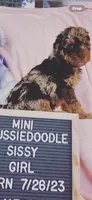 Sissy Mini, a female Miniature Aussiedoodle for sale in Carrollton, GA – Photo 2 of 4