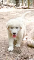 Diesel , a male Great Pyrenees for sale in Carrollton, GA – 3 of 6