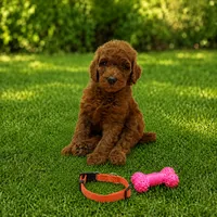 Dixie - Orange Collar Poo, a female Poodle - Standard  for sale in Carrollton, GA – 2 of 3