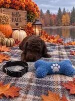 Hank - Black Collar F1bb GD, a male Goldendoodle for sale in Carrollton, GA – 2 of 3