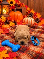 Marty - Blue Collar, a male Golden Retriever for sale in Carrollton, GA – 2 of 3