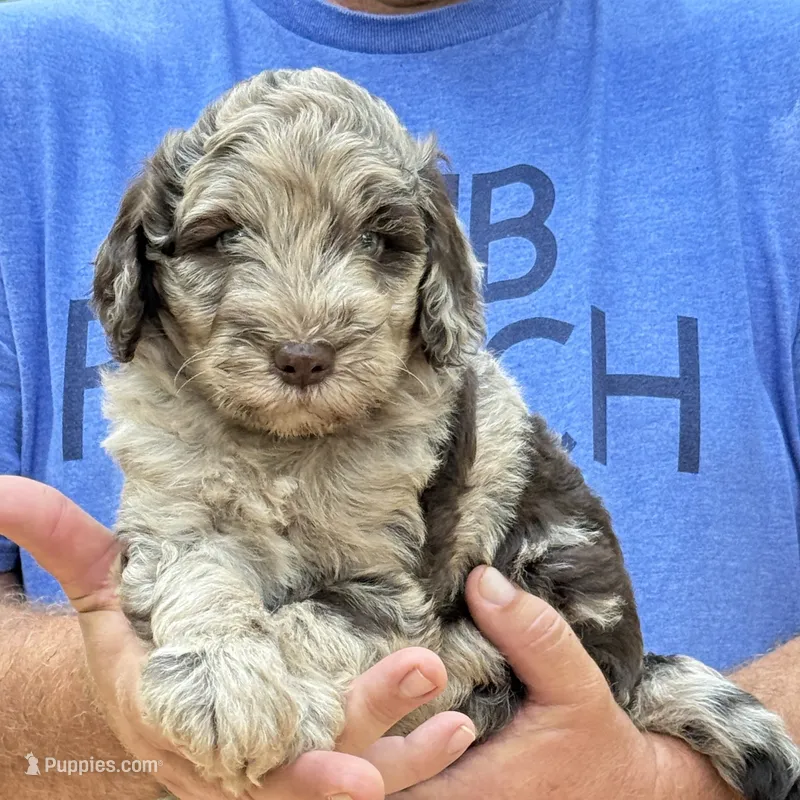 Oreo Mini – Miniature Aussiedoodle puppy for sale in Carrollton, GA