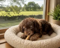 Hershey, a male Miniature Aussiedoodle for sale in Carrollton, GA – 1 of 4