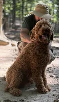 Paisley Pink Collar Poodle , a female Poodle - Standard  for sale in Carrollton, GA – 3 of 3