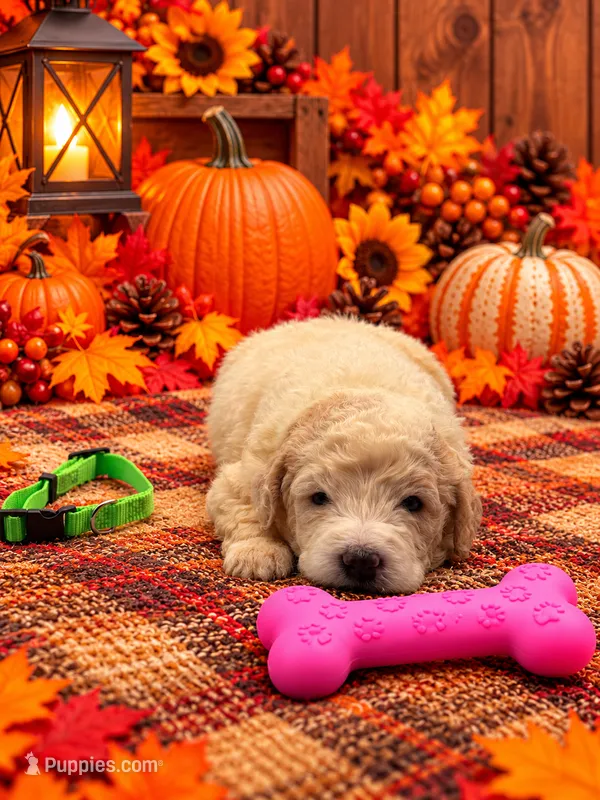 Penny - Green Collar – Pyredoodle puppy for sale in Carrollton, GA