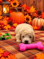 Penny - Green Collar, a female Pyredoodle for sale in Carrollton, GA – 1 of 3