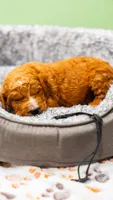 Sold Buddy Black collar GD, a male Goldendoodle for sale in Carrollton, GA – Photo 1 of 6
