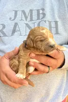 Sold Buddy Black collar GD, a male Goldendoodle for sale in Carrollton, GA – Photo 5 of 6