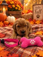 Missy - Pink Collar GR, a female Golden Retriever for sale in Carrollton, GA – 2 of 3