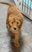 Hazel Black Collar GD, a female Goldendoodle for sale in Carrollton, GA – 3 of 3