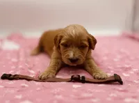 Georgette Brown Collar GD, a female Goldendoodle for sale in Carrollton, GA – 2 of 3