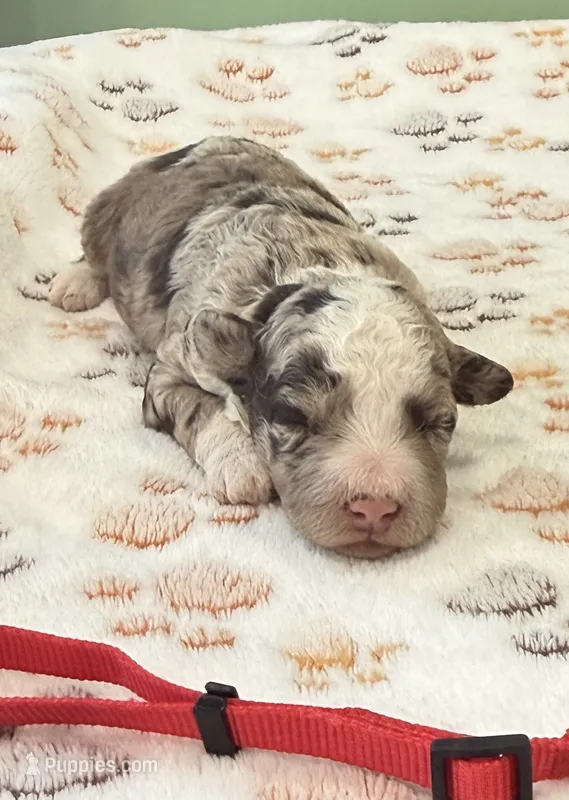 Oreo Red Collar Blu eyes mad