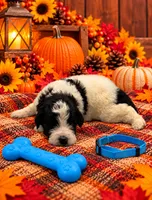Axle - Blue Collar, a male Pyredoodle for sale in Carrollton, GA – 2 of 3