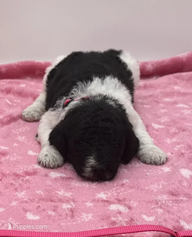 Piper Pink Collar Poo – Poodle - Multi-Colored Standard puppy for sale in Carrollton, GA